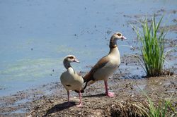 Nilg&auml;nse