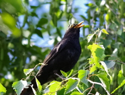 Amsel Birke