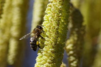 Biene Haselstrauch