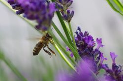 Biene Lavendel