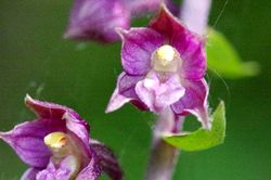 Braunrote Stendelwurz