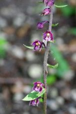 Braunrote Stendelwurz