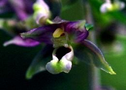 Breitbl&auml;ttrige Stendelwurz