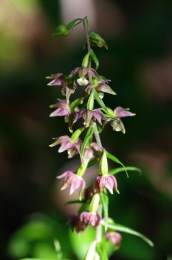 Breitbl&auml;ttrige Stendelwurz