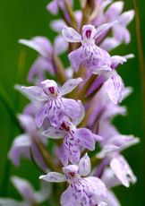 Fuchs&prime; Knabenkraut