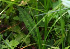 Fuchs&prime; Knabenkraut