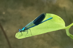 Geb&auml;nderte Prachtlibelle