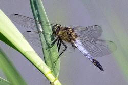 Gro&szlig;er Blaupfeil