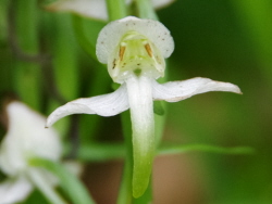 Gr&uuml;ne Waldhyazinthe