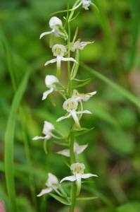 Gr&uuml;ne Waldhyazinthe