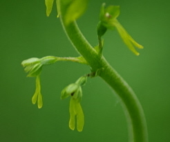 Gro&szlig;es Zweiblatt