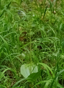 Gro&szlig;es Zweiblatt