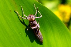 leere Larvenh&uuml;lle