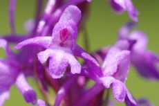 M&uuml;cken-H�ndelwurz