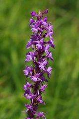 M&uuml;cken-H�ndelwurz