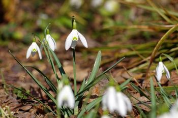 Schneegl&ouml;ckchen