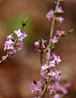 Seidelbast Bl&uuml;ten