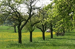 Lebensraum Steinkauz