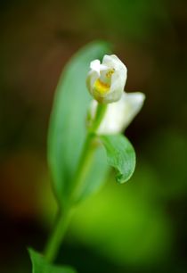 Wei&szlig;es Waldv&ouml;gelein